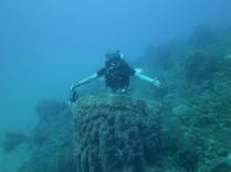 Gigantescas esponjas negras são muito comuns em Pot of Gold, em Montserrat, no Caribe